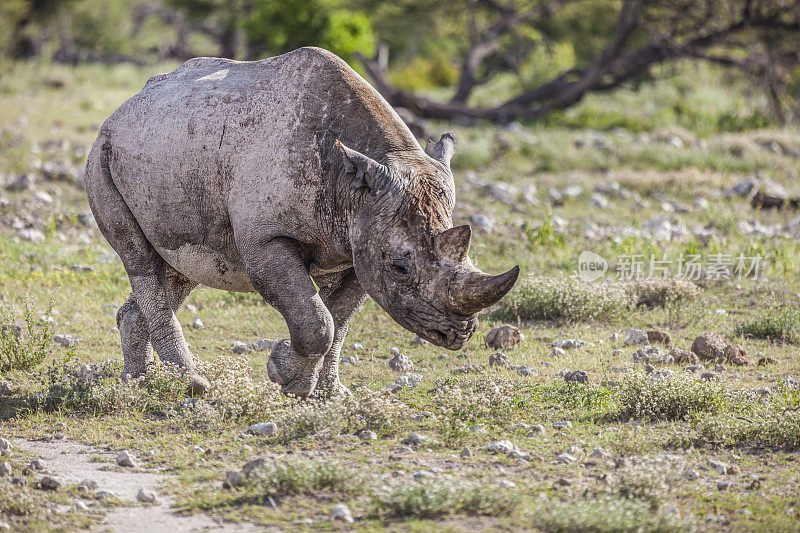 钩唇犀牛/黑犀牛;Etosha N.P，纳米比亚，非洲
